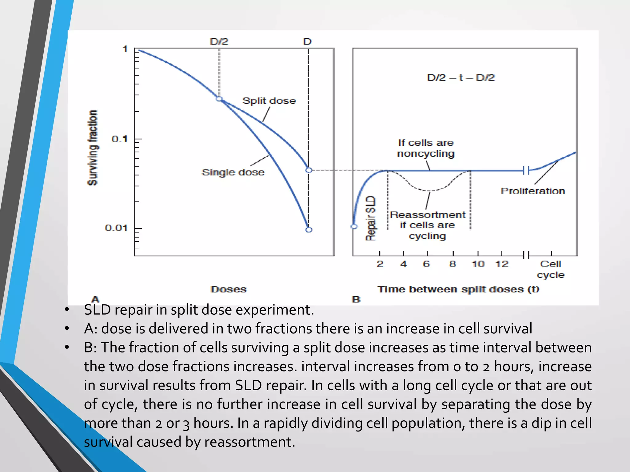Fractionated radiation and dose rate effect | PPTX