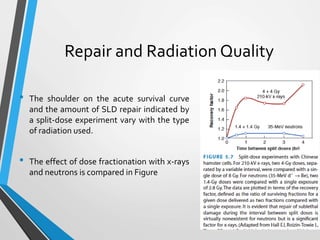 Repair and Radiation Quality
• The shoulder on the acute survival curve
and the amount of SLD repair indicated by
a split-dose experiment vary with the type
of radiation used.
• The effect of dose fractionation with x-rays
and neutrons is compared in Figure
 