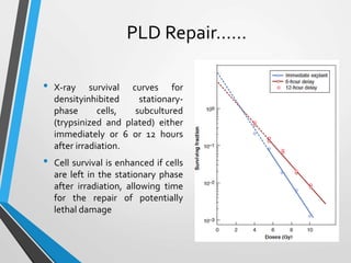 PLD Repair……
• X-ray survival curves for
densityinhibited stationary-
phase cells, subcultured
(trypsinized and plated) either
immediately or 6 or 12 hours
after irradiation.
• Cell survival is enhanced if cells
are left in the stationary phase
after irradiation, allowing time
for the repair of potentially
lethal damage
 