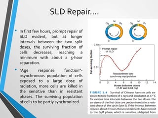 • In first few hours, prompt repair of
SLD evident, but at longer
intervals between the two split
doses, the surviving fraction of
cells decreases, reaching a
minimum with about a 5-hour
separation.
• “Age response function”-
asynchronous population of cells
exposed to a large dose of
radiation, more cells are killed in
the sensitive than in resistant
phases. The surviving population
of cells to be partly synchronized.
SLD Repair….
 
