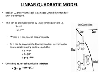 Lq Model Fractionation in radiotherapy | PPTX