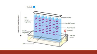 FRACTIONATION OF NUCLEIC ACID AND PROTEINS.pptx