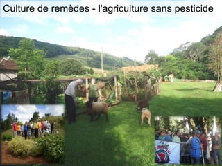 Culture de remèdes - l'agriculture sans pesticide
 