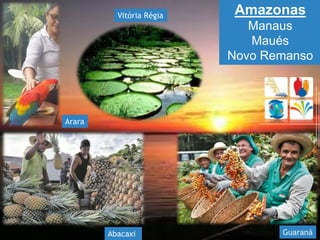 Amazonas
Manaus
Maués
Novo Remanso
Guaraná
Arara
Vitória Régia
Abacaxi
 
