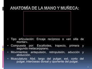 • Tipo articulación: Encaje recíproco o «en silla de
montar».
• Compuesta por: Escafoides, trapecio, primera y
segundo metacarppiano.
• Movimientos: antepulsión, retropulsión, aducción y
abducción.
• Musculatura: Abd. largo del pulgar, ext. corto del
pulgar, interóseao dorsal y oponente del pulgar.
3
 