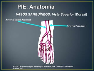 PIE: AnatomíaVASOS SANGUÍNEOS: Vista Superior (Dorsal)Arteria Tibial AnteriorArteria PeronealNOTA: De: (1997) Super Anatomy. Cleveland, OH: LifeART – TechPool Studios, Inc.
