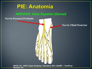 PIE: AnatomíaNERVIOS: Vista Superior (Dorsal)Nervio Peroneal ProfundoNervio Tibial PosteriorNOTA: De: (1997) Super Anatomy. Cleveland, OH: LifeART – TechPool Studios, Inc.