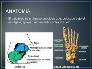 ANATOMÍAEl calcáneo es un hueso cuboideoque, colocado bajo el astrágalo, apoya directamente contra el suelo.Anatomía LatargetRuiz Liar pag 862 4ta edición