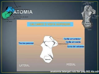 ANATOMÍAanatomialatargetruiz liar pag 862 4ta edición