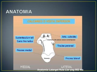 ANATOMIAAnatomía LatargetRuiz Liar pag 862 4ta edición