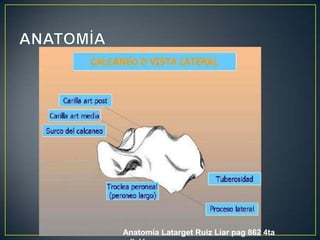 ANATOMÍAAnatomía LatargetRuiz Liar pag 862 4ta edición