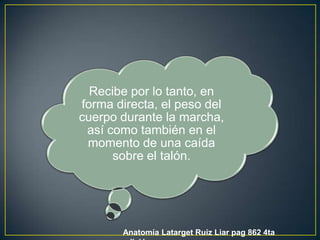 Anatomía LatargetRuiz Liar pag 862 4ta edición
