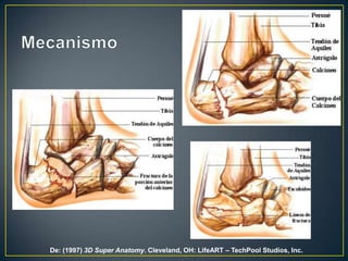 MecanismoDe: (1997) 3DSuper Anatomy. Cleveland, OH: LifeART – TechPool Studios, Inc.