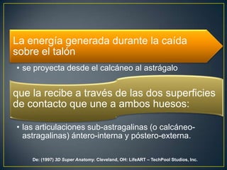 De: (1997) 3DSuper Anatomy. Cleveland, OH: LifeART – TechPool Studios, Inc.