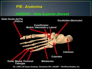 PIE: AnatomíaHUESOS – Vista Superior (Dorsal)Dedo Gordo del Pie (Hallux)Escafoides (Navicular)Cuneiformes:Medial, Intermedio y LateralCalcáneoCuboidesMetatarsosDistal, Medial, ProximalFalangesDe: (1997) 3DSuper Anatomy. Cleveland, OH: LifeART – TechPool Studios, Inc.