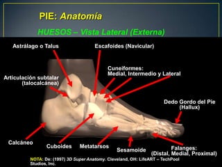 PIE: AnatomíaHUESOS – Vista Lateral (Externa)Astrálago o TalusEscafoides (Navicular)Cuneiformes:Medial, Intermedio y LateralArticulación subtalar(talocalcánea)Dedo Gordo del Pie (Hallux)CalcáneoCuboidesMetatarsosFalanges:(Distal, Medial, Proximal)SesamoideNOTA: De: (1997) 3DSuper Anatomy. Cleveland, OH: LifeART – TechPool Studios, Inc.