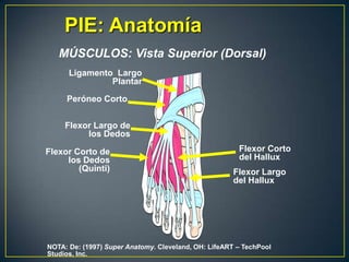 PIE: AnatomíaMÚSCULOS: Vista Superior (Dorsal)Ligamento  Largo PlantarPeróneoCortoFlexor Largo de los DedosFlexor Corto del HalluxFlexor Corto de los Dedos (Quinti)Flexor Largo del HalluxNOTA: De: (1997) Super Anatomy. Cleveland, OH: LifeART – TechPool Studios, Inc.