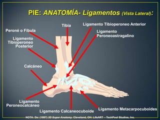 PIE: ANATOMÍA- Ligamentos (Vista Lateral):Ligamento Tibioperoneo AnteriorTibiaPeroné o FíbulaLigamento Peroneoastragalino Ligamento TibioperoneoPosteriorCalcáneoLigamento PeroneocalcáneoLigamento MetacarpocuboidesLigamento CalcaneocuboideNOTA: De: (1997) 3DSuper Anatomy. Cleveland, OH: LifeART – TechPool Studios, Inc.