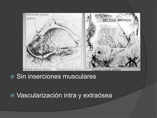  Sin inserciones musculares
 Vascularización intra y extraósea
 