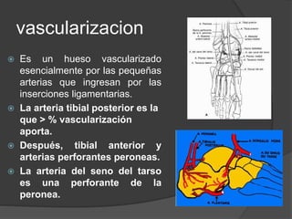 vascularizacion
 Es un hueso vascularizado
esencialmente por las pequeñas
arterias que ingresan por las
inserciones ligamentarias.
 La arteria tibial posterior es la
que > % vascularización
aporta.
 Después, tibial anterior y
arterias perforantes peroneas.
 La arteria del seno del tarso
es una perforante de la
peronea.
 
