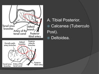 A. Tibial Posterior.
 Calcanea (Tuberculo
Post).
 Deltoidea.
 
