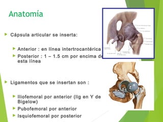 Anatomía
 Cápsula articular se inserta:
 Anterior : en línea intertrocantérica
 Posterior : 1 – 1.5 cm por encima de
esta línea
 Ligamentos que se insertan son :
 Iliofemoral por anterior (lig en Y de
Bigelow)
 Pubofemoral por anterior
 Isquiofemoral por posterior
 