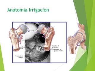 Anatomía Irrigación
 