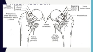 VASCULARIZACION
La arteria femoral profunda da dos ramas que
rodean al cuello femoral por delante y por
detrás: -
• La arteria circunfleja anterior
• La arteria circunfleja posterior
Ambas se unen y forman un arco alrededor del
cuello femoral; penetran en la epífisis e irrigan
la cabeza femoral por las arterias epifisarias.
 