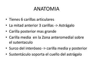 ANATOMIA
• Tienes 6 carillas articulares
• La mitad anterior 3 carillas -> Astrágalo
• Carilla posterior mas grande
• Carilla media en la Zona anteromedial sobre
el sutentaculo
• Surco del interóseo -> carilla media y posterior
• Sustentáculo soporta el cuello del astrágalo
 