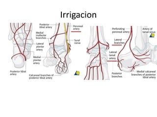 Irrigacion
 