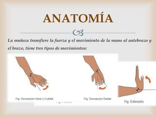 ANATOMÍA
                     
La muñeca transfiere la fuerza y el movimiento de la mano al antebrazo y
el brazo, tiene tres tipos de movimientos:
 