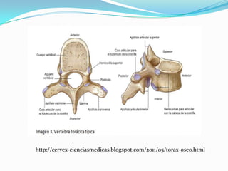 http://cervex-cienciasmedicas.blogspot.com/2011/05/torax-oseo.html
 