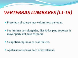 VERTEBRAS LUMBARES (L1-L5)
 Presentan el cuerpo mas voluminoso de todas.


 Sus laminas son alargadas, diseñadas para soportar la
  mayor parte del peso corporal.

 Su apófisis espinosa es cuadrilátera.


 Apófisis transversas poco desarrolladas.
 