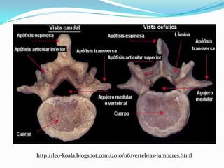 http://leo-koala.blogspot.com/2010/06/vertebras-lumbares.html
 