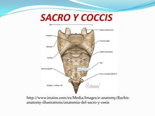 SACRO Y COCCIS




http://www.imaios.com/es/Media/Images/e-anatomy/Rachis-
anatomy-illustrations/anatomia-del-sacro-y-coxis
 