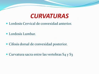 CURVATURAS
 Lordosis Cervical de convexidad anterior.


 Lordosis Lumbar.


 Cifosis dorsal de convexidad posterior.


 Curvatura sacra entre las vertebras S4 y S3
 