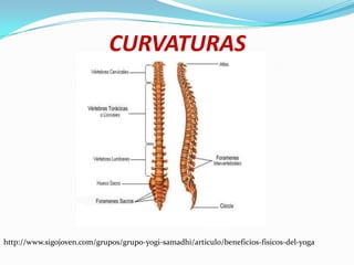 CURVATURAS




http://www.sigojoven.com/grupos/grupo-yogi-samadhi/articulo/beneficios-fisicos-del-yoga
 