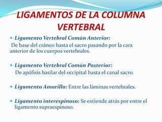 LIGAMENTOS DE LA COLUMNA
         VERTEBRAL
 Ligamento Vertebral Común Anterior:
 De base del cráneo hasta el sacro pasando por la cara
anterior de los cuerpos vertebrales.

 Ligamento Vertebral Común Posterior:
  De apófisis basilar del occipital hasta el canal sacro.

 Ligamento Amarillo: Entre las láminas vertebrales.

 Ligamento interespinoso: Se extiende atrás por entre el
  ligamento supraespinoso.
 