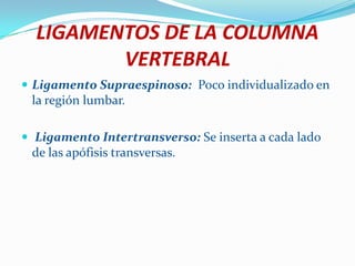 LIGAMENTOS DE LA COLUMNA
         VERTEBRAL
 Ligamento Supraespinoso: Poco individualizado en
 la región lumbar.

 Ligamento Intertransverso: Se inserta a cada lado
 de las apófisis transversas.
 