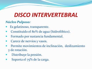 DISCO INTERVERTEBRAL
Núcleo Pulposo:
 Es gelatinoso, transparente.
 Constituido el 80% de agua (hidrofóbico).
 Formado por sustancia fundamental.
 Carece de nervios y vasos.
 Permite movimientos de inclinación, deslizamiento
 y de rotación.
 Distribuye la presión.
 Soporta el 75% de la carga.
 