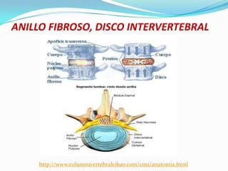 ANILLO FIBROSO, DISCO INTERVERTEBRAL




     http://www.columnavertebralcibao.com/cms/anatomia.html
 
