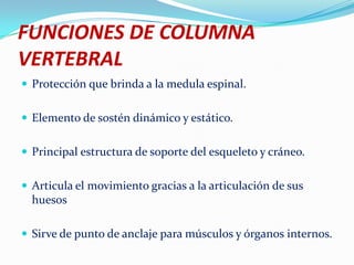FUNCIONES DE COLUMNA
VERTEBRAL
 Protección que brinda a la medula espinal.


 Elemento de sostén dinámico y estático.


 Principal estructura de soporte del esqueleto y cráneo.


 Articula el movimiento gracias a la articulación de sus
  huesos

 Sirve de punto de anclaje para músculos y órganos internos.
 