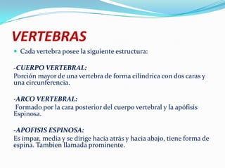 VERTEBRAS
 Cada vertebra posee la siguiente estructura:

-CUERPO VERTEBRAL:
Porción mayor de una vertebra de forma cilíndrica con dos caras y
una circunferencia.

-ARCO VERTEBRAL:
 Formado por la cara posterior del cuerpo vertebral y la apófisis
Espinosa.

-APOFISIS ESPINOSA:
Es impar, media y se dirige hacia atrás y hacia abajo, tiene forma de
espina. Tambien llamada prominente.
 