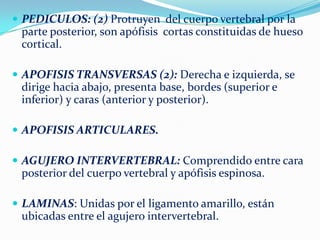  PEDICULOS: (2) Protruyen del cuerpo vertebral por la
 parte posterior, son apófisis cortas constituidas de hueso
 cortical.

 APOFISIS TRANSVERSAS (2): Derecha e izquierda, se
 dirige hacia abajo, presenta base, bordes (superior e
 inferior) y caras (anterior y posterior).

 APOFISIS ARTICULARES.

 AGUJERO INTERVERTEBRAL: Comprendido entre cara
 posterior del cuerpo vertebral y apófisis espinosa.

 LAMINAS: Unidas por el ligamento amarillo, están
 ubicadas entre el agujero intervertebral.
 