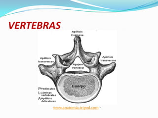 VERTEBRAS




       www.anatomia.tripod.com -
 