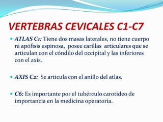 VERTEBRAS CEVICALES C1-C7
 ATLAS C1: Tiene dos masas laterales, no tiene cuerpo
  ni apófisis espinosa, posee carillas articulares que se
  articulan con el cóndilo del occipital y las inferiores
  con el axis.

 AXIS C2: Se articula con el anillo del atlas.


 C6: Es importante por el tubérculo carotideo de
  importancia en la medicina operatoria.
 