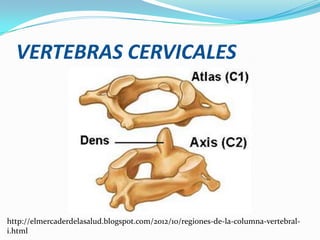 VERTEBRAS CERVICALES




http://elmercaderdelasalud.blogspot.com/2012/10/regiones-de-la-columna-vertebral-
i.html
 