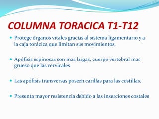COLUMNA TORACICA T1-T12
 Protege órganos vitales gracias al sistema ligamentario y a
  la caja torácica que limitan sus movimientos.

 Apófisis espinosas son mas largas, cuerpo vertebral mas
  grueso que las cervicales

 Las apófisis transversas poseen carillas para las costillas.


 Presenta mayor resistencia debido a las inserciones costales
 