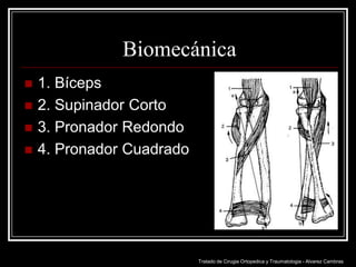 Biomecánica





1. Bíceps
2. Supinador Corto
3. Pronador Redondo
4. Pronador Cuadrado

Tratado de Cirugia Ortopedica y Traumatologia - Alvarez Cambras

 