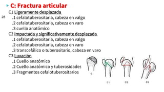 ▹C: Fractura articular
C1 Ligeramente desplazada
.1 cefalotuberositaria, cabeza en valgo
.2 cefalotuberositaria, cabeza en varo
.3 cuello anatómico
C2 Impactada y significativamente desplazada
.1 cefalotuberositaria, cabeza en valgo
.2 cefalotuberositaria, cabeza en varo
.3 transcefálico o tuberositario, cabeza en varo
C3 Luxación
.1 Cuello anatómico
.2 Cuello anatómico y tuberosidades
.3 Fragmentos cefalotuberositarios
28
 